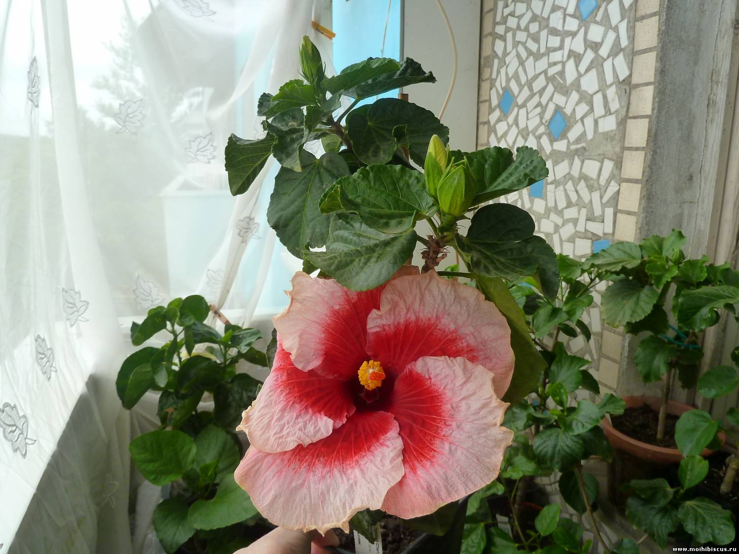 Гибискус Tahitian Cherry Blossom