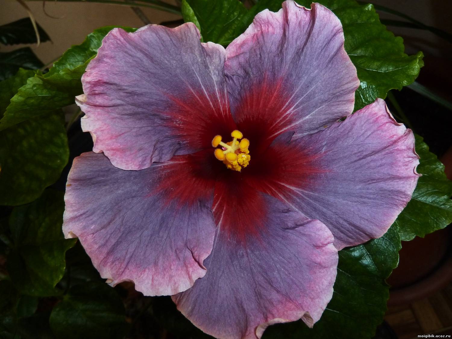 Гибискус Tahitian Antique Purple