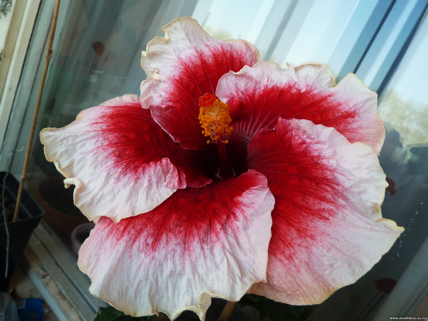 Гибискус Tahitian Cherry Blossom